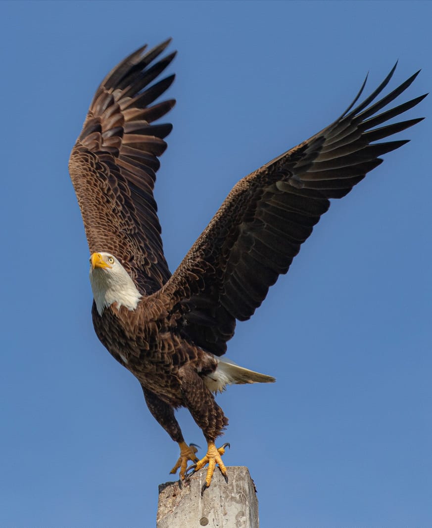 An Eagle